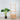 Natural Signature - Berlin Ladder Shelf